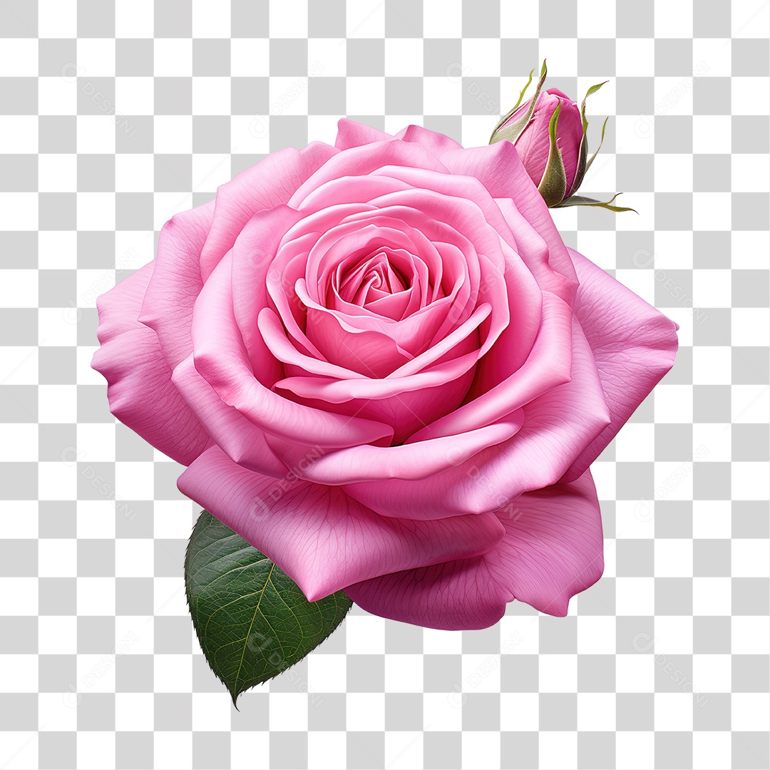 Rosas Flores PNG Transparente