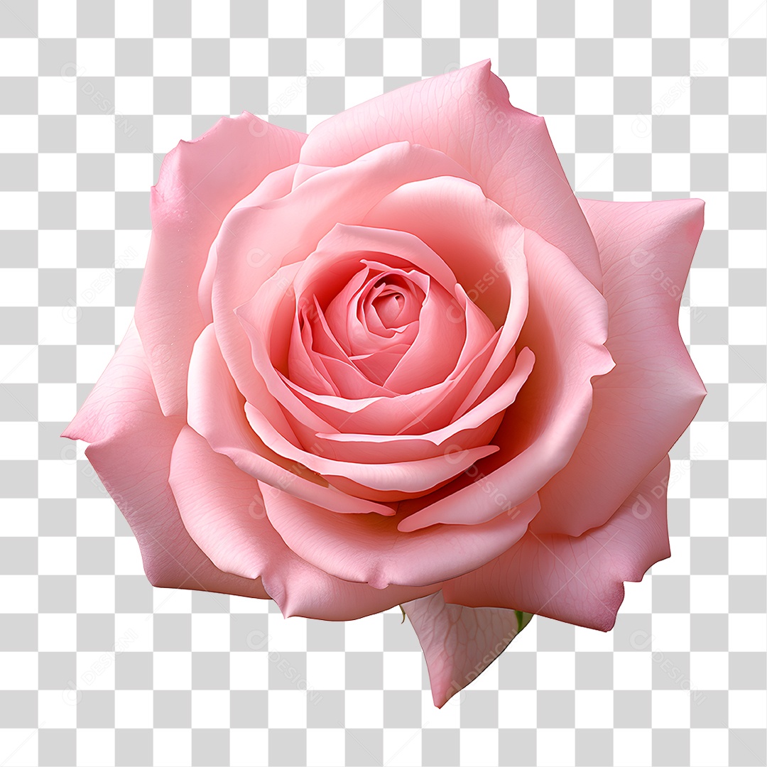 Rosas Flores PNG Transparente