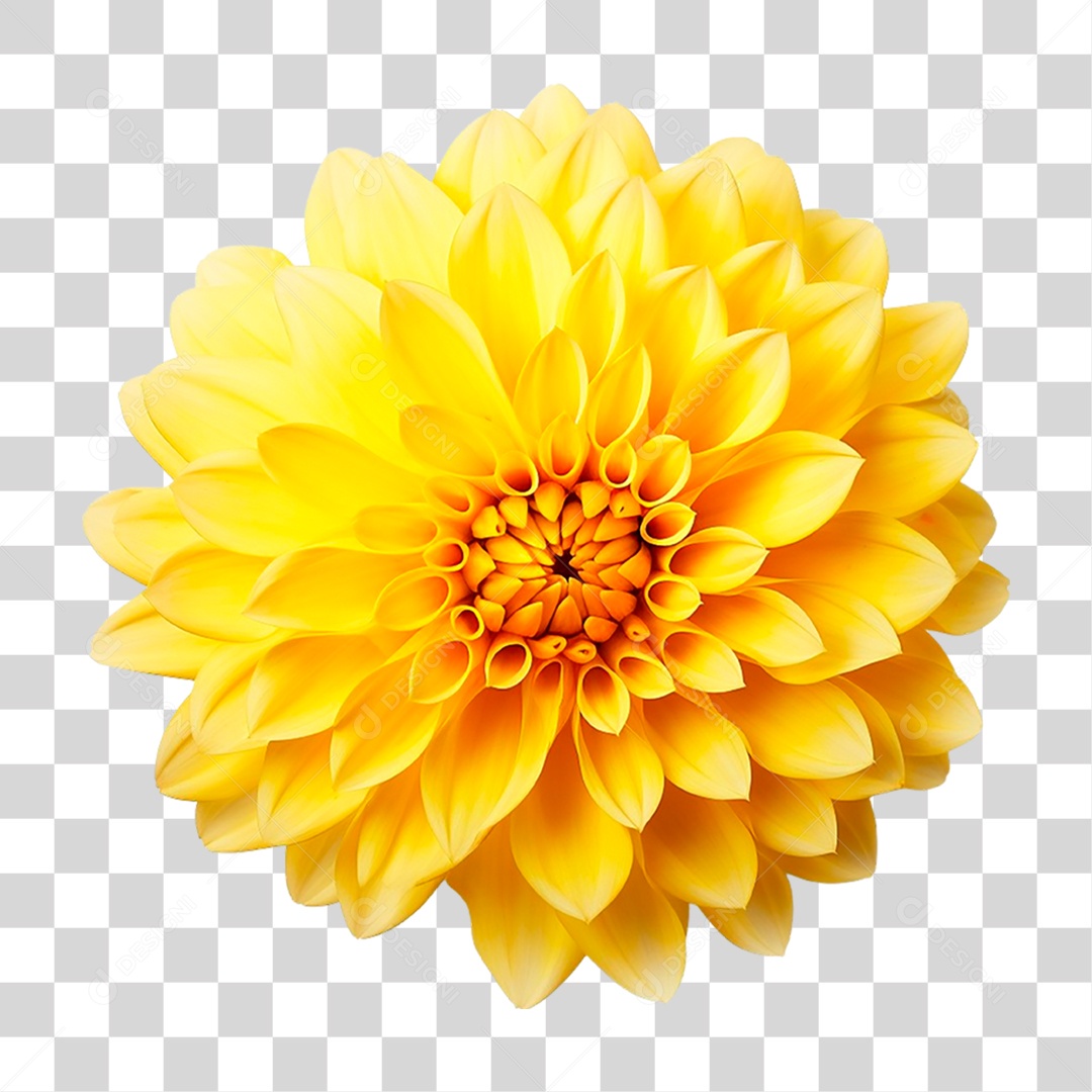 Flor Amarela PNG Transparente