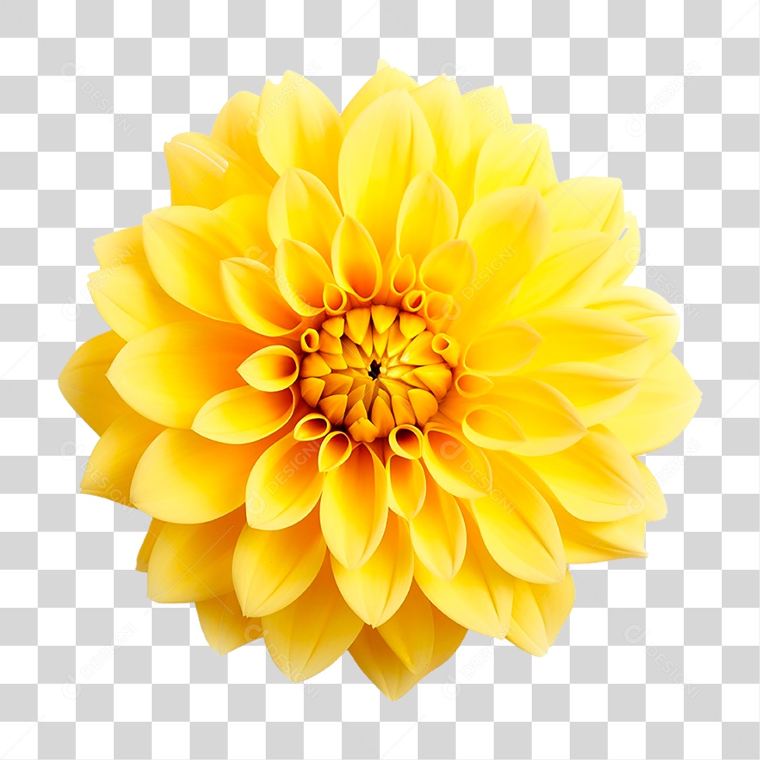 Flor Amarela PNG Transparente