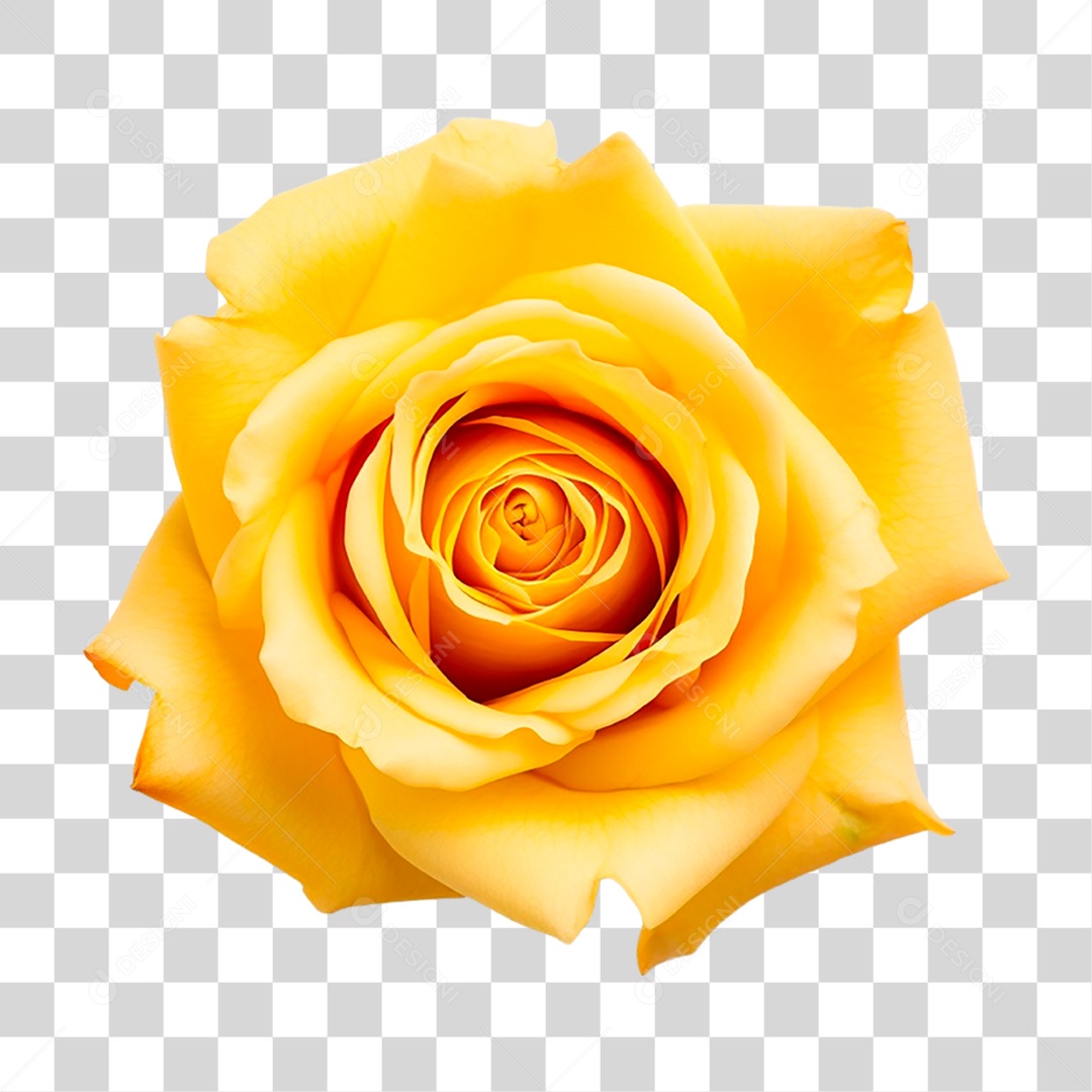 Rosa Amarela PNG Transparente