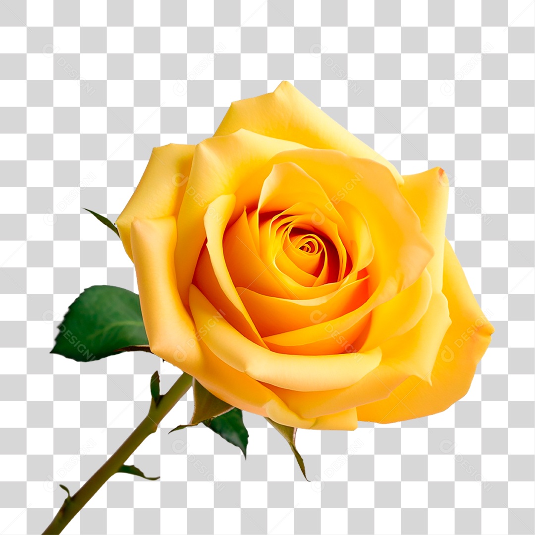 Rosa Amarela PNG Transparente