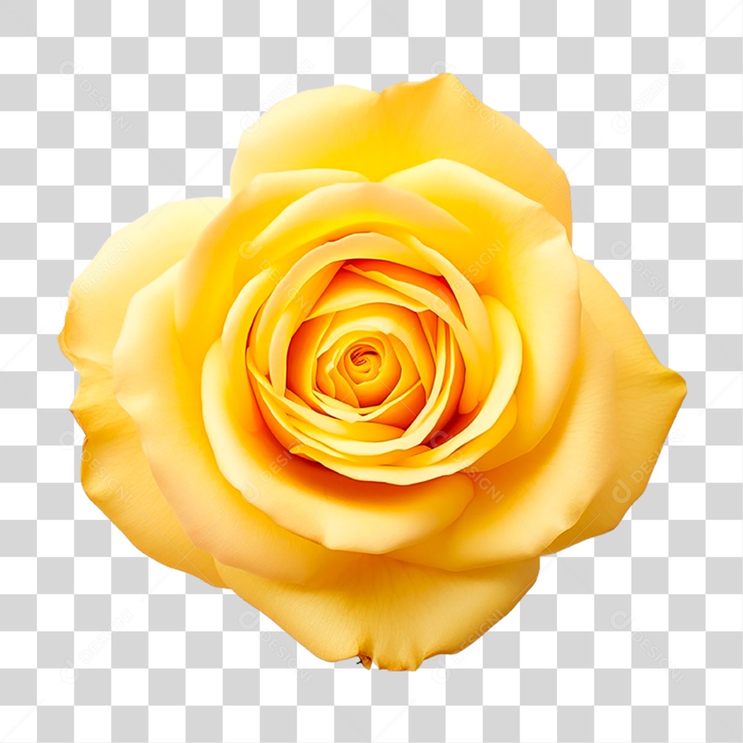 Rosa Amarela PNG Transparente