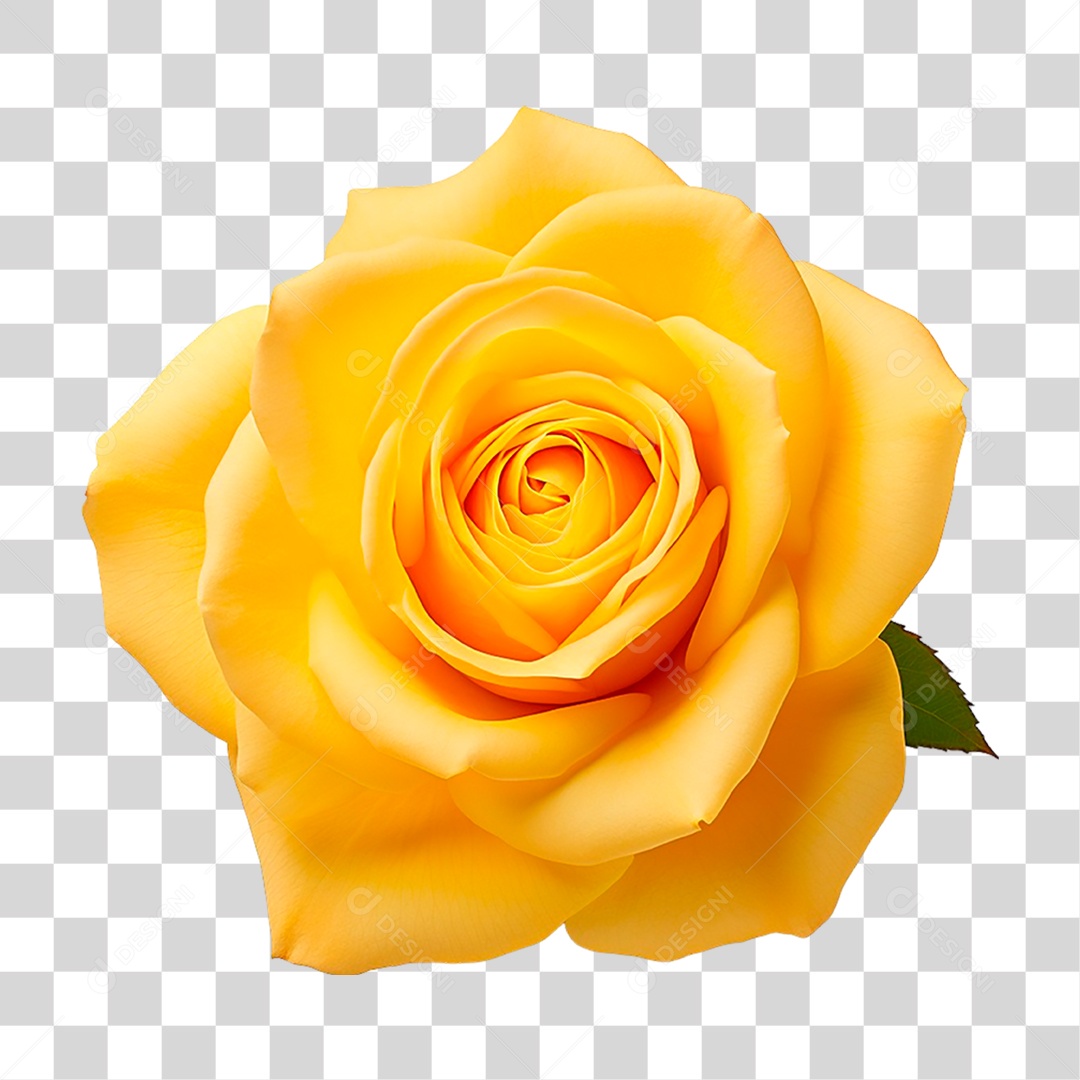 Rosa Amarela PNG Transparente