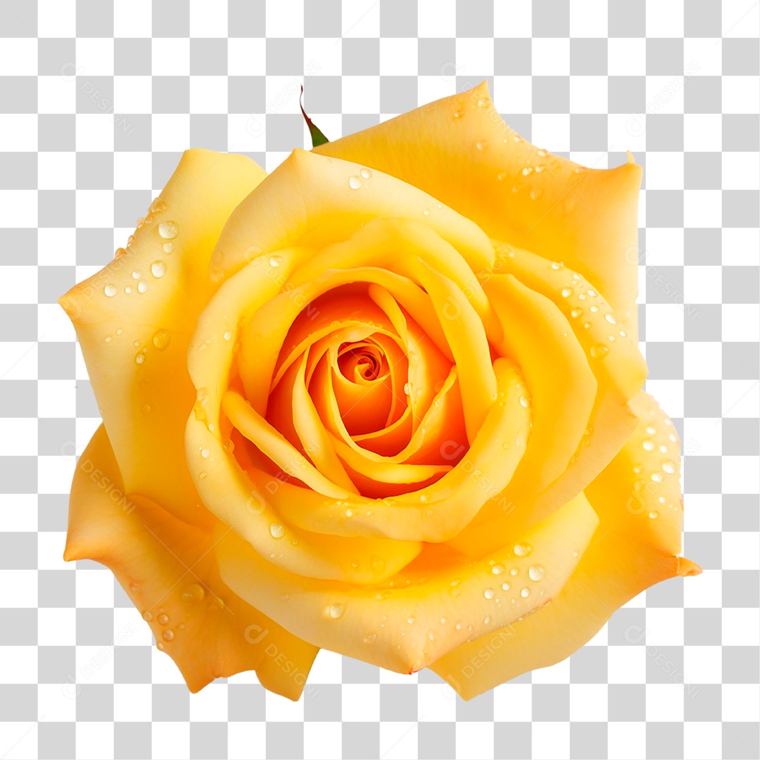 Rosa Amarela PNG Transparente