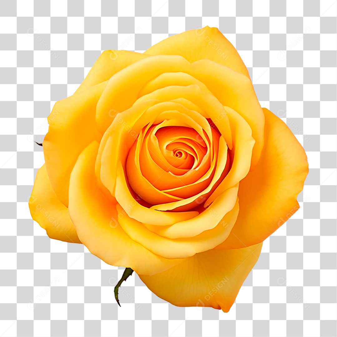 Rosa Amarela PNG Transparente