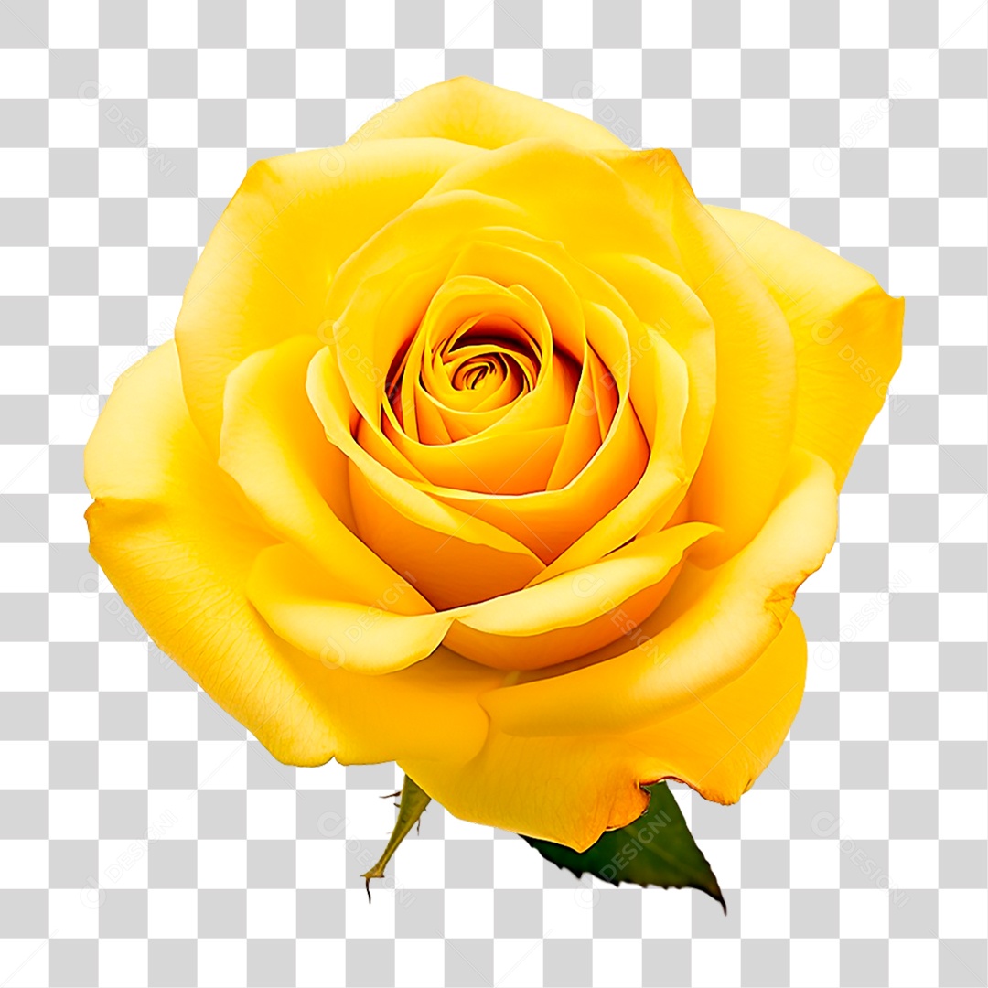 Rosa Amarela PNG Transparente