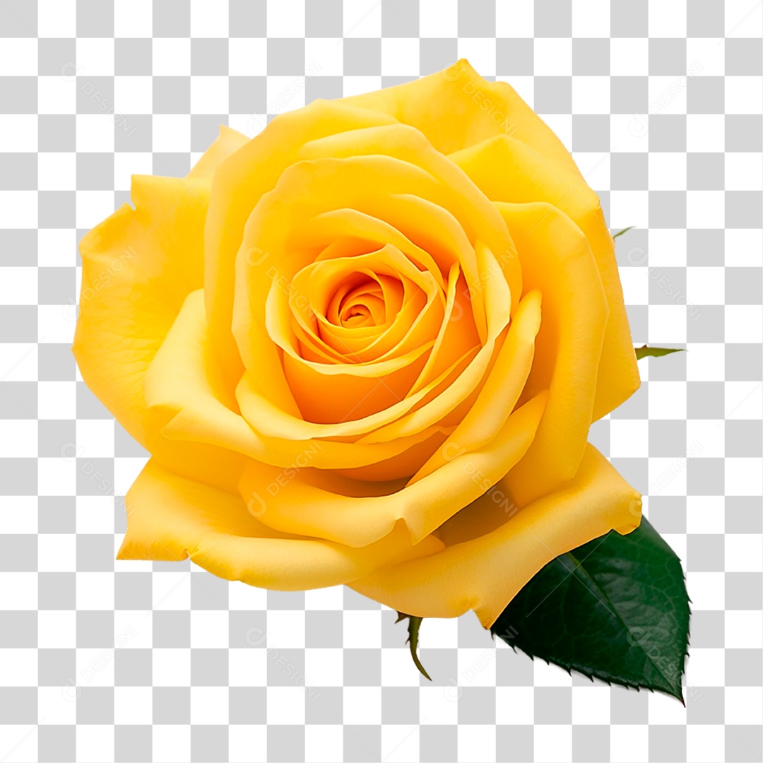 Rosa Amarela PNG Transparente