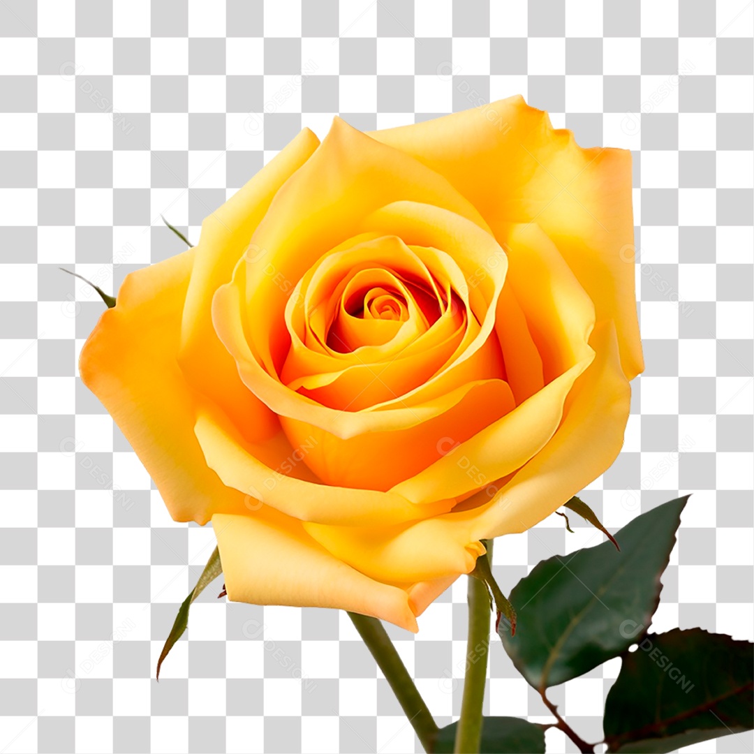 Rosa Amarela PNG Transparente