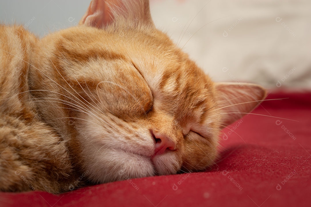 Lindo gato malhado laranja que está dormindo na cama