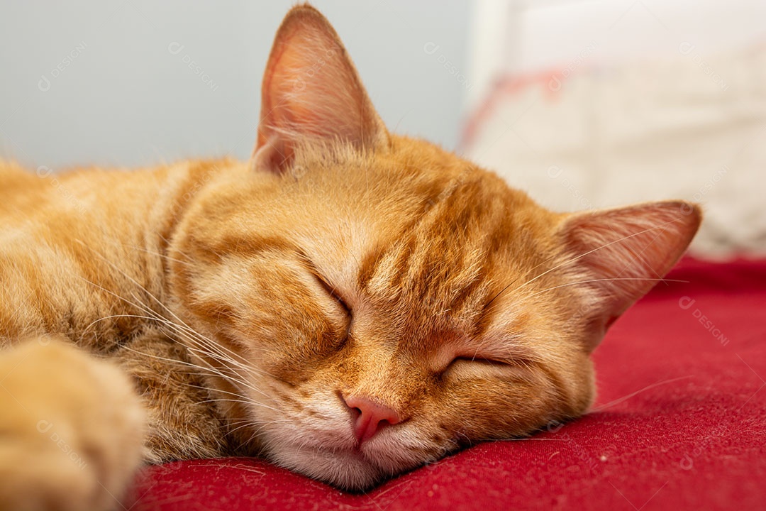 Lindo gato malhado laranja que está dormindo na cama