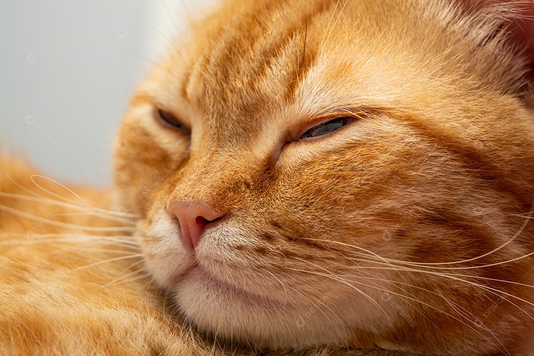 Lindo gato malhado laranja que está dormindo na cama