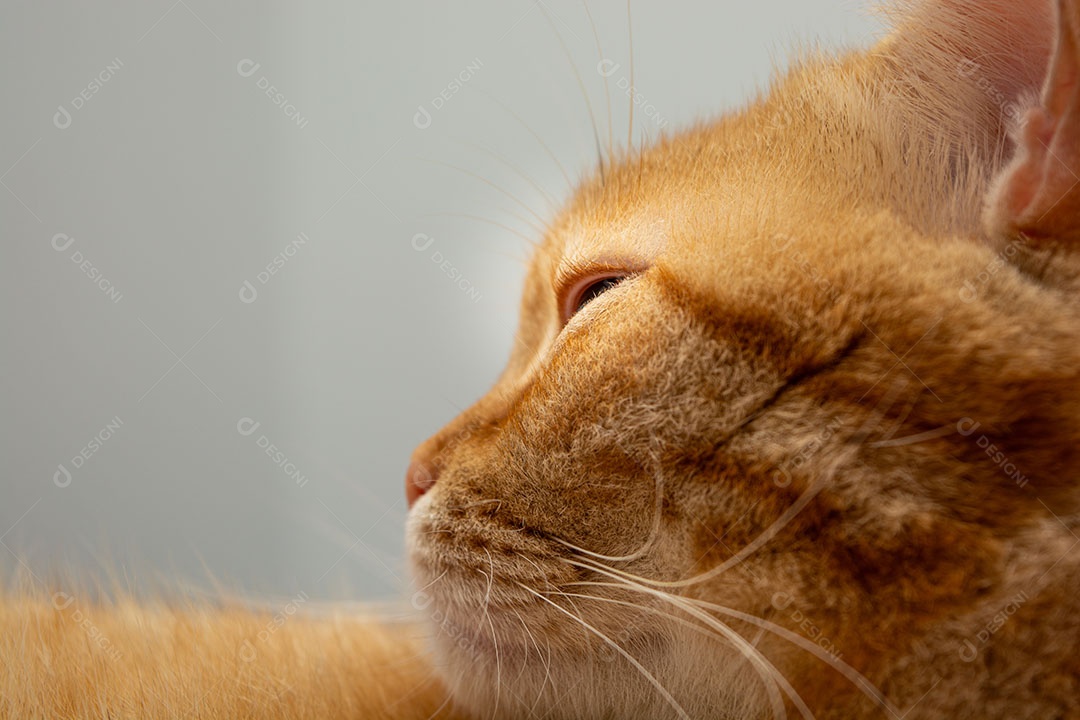 Lindo gato malhado laranja que está dormindo na cama