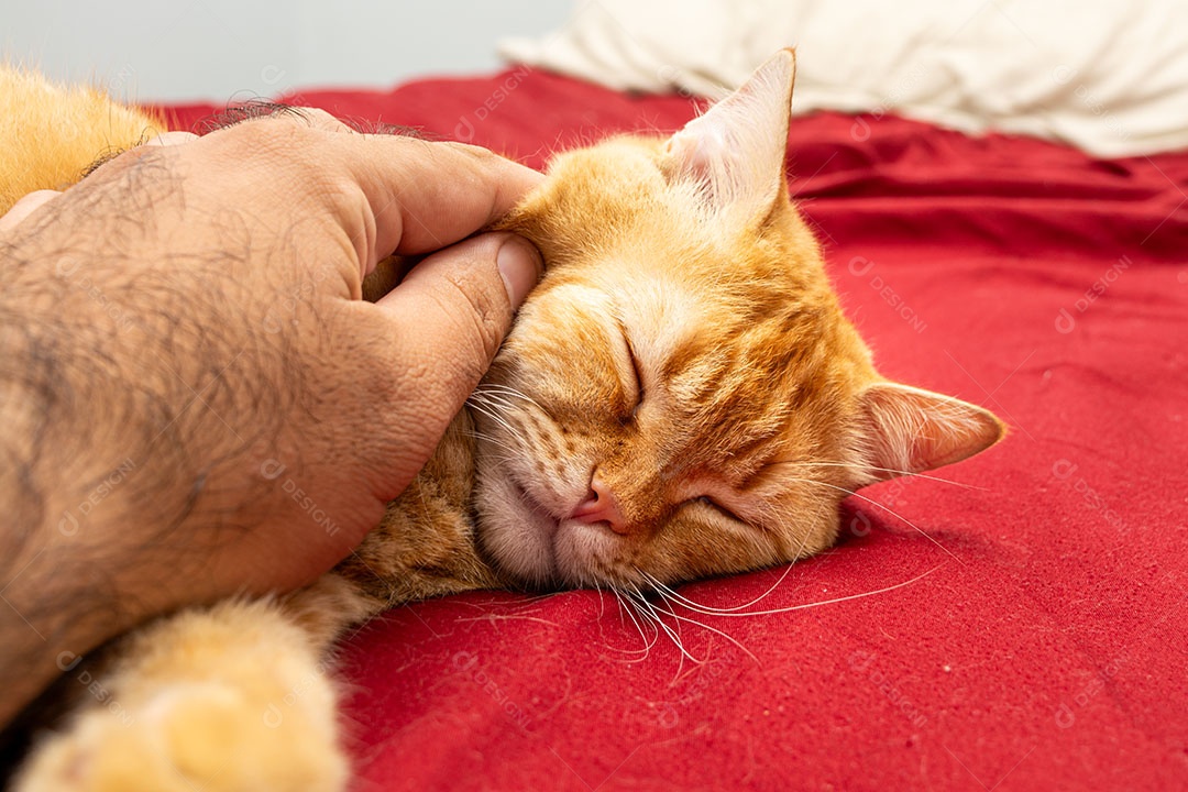 Acariciando um gato malhado laranja que está dormindo na cama
