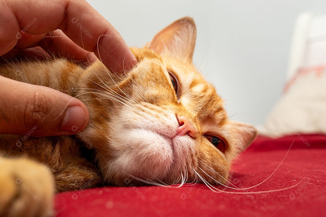 Acariciando um gato malhado laranja que está dormindo na cama