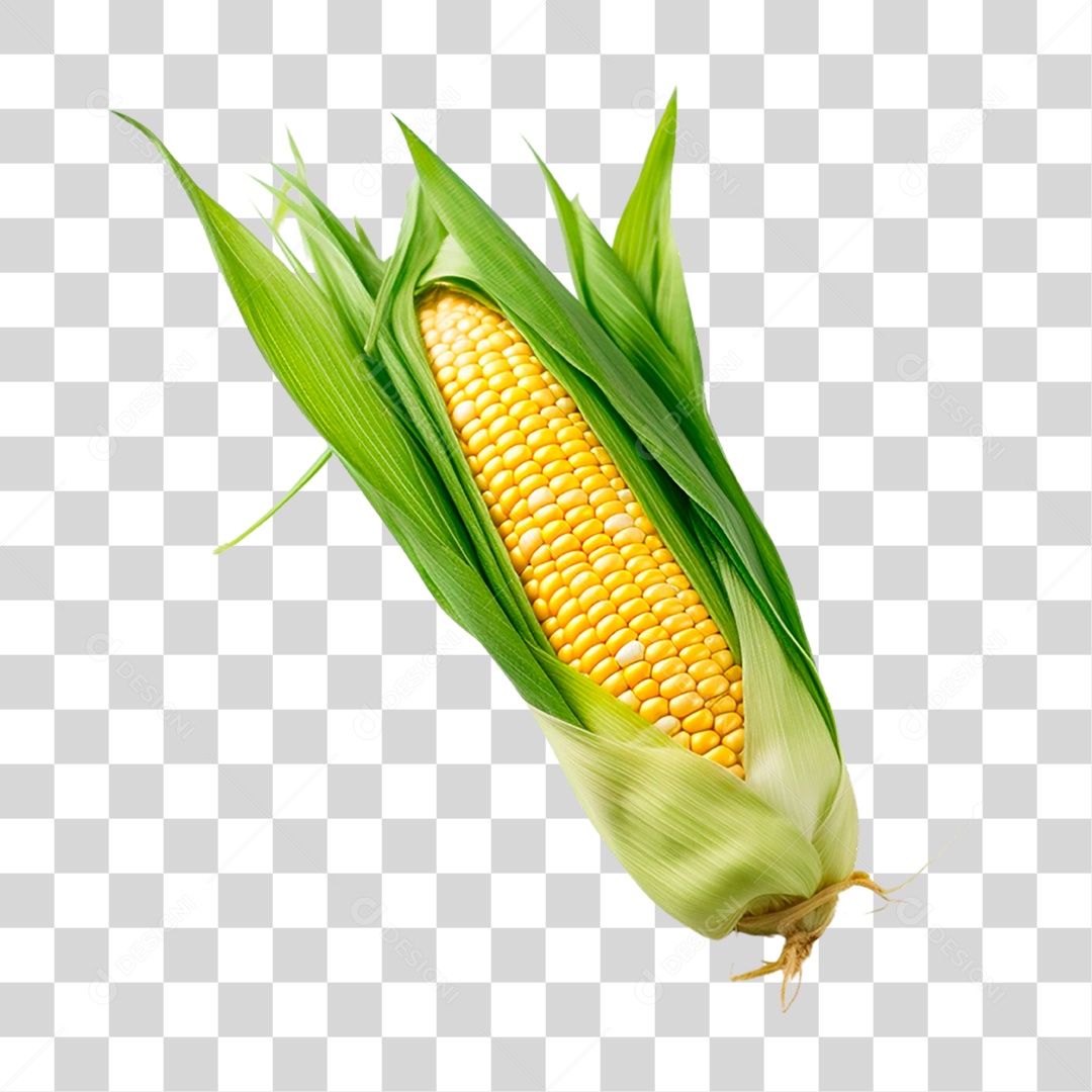 Espiga de Milho PNG Transparente