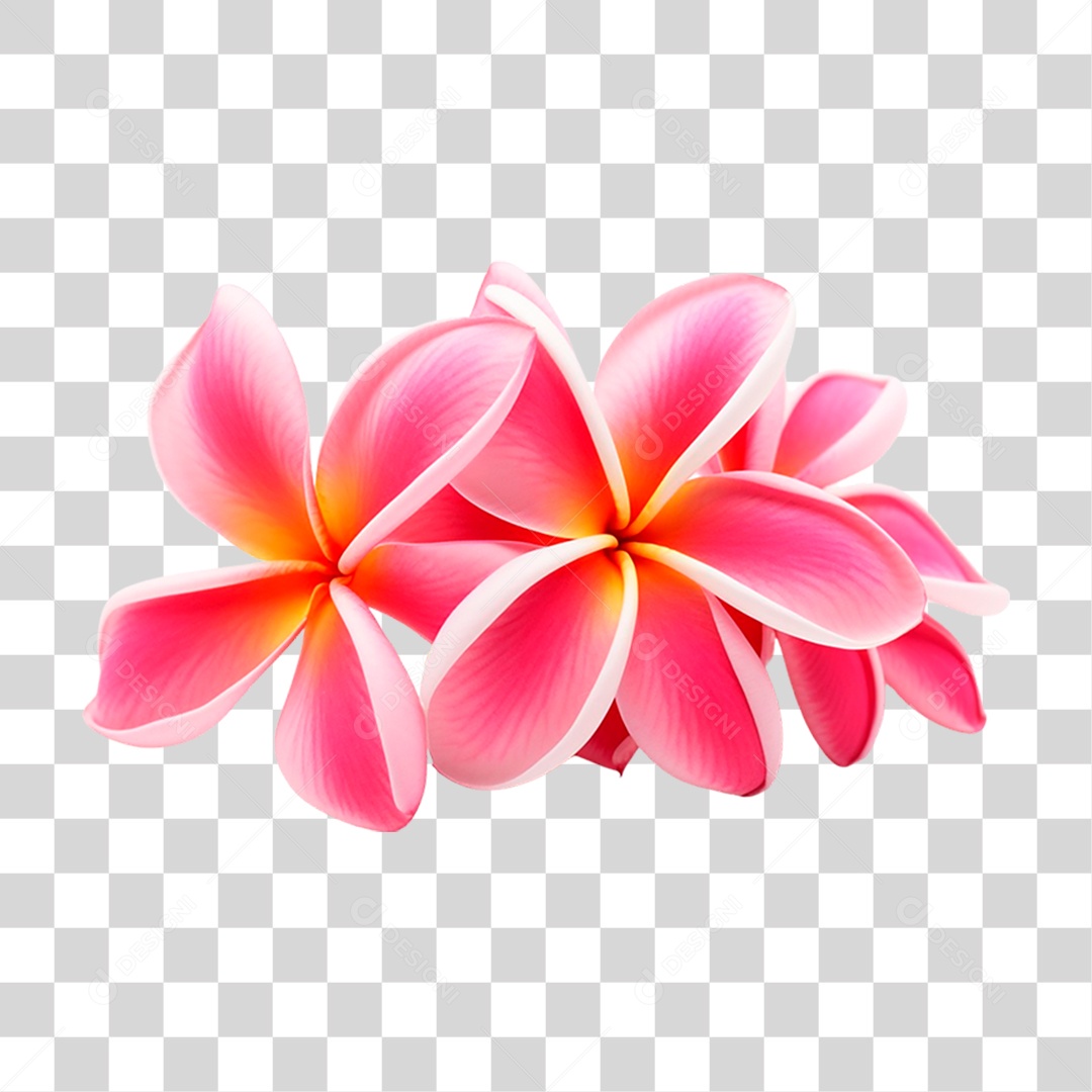 Flores de Jasmim Manga PNG Transparente