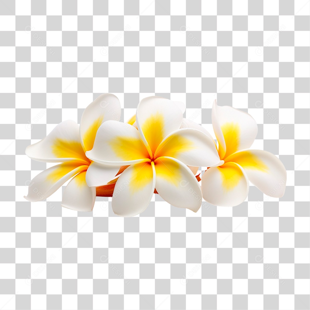 Flores de Jasmim Manga PNG Transparente