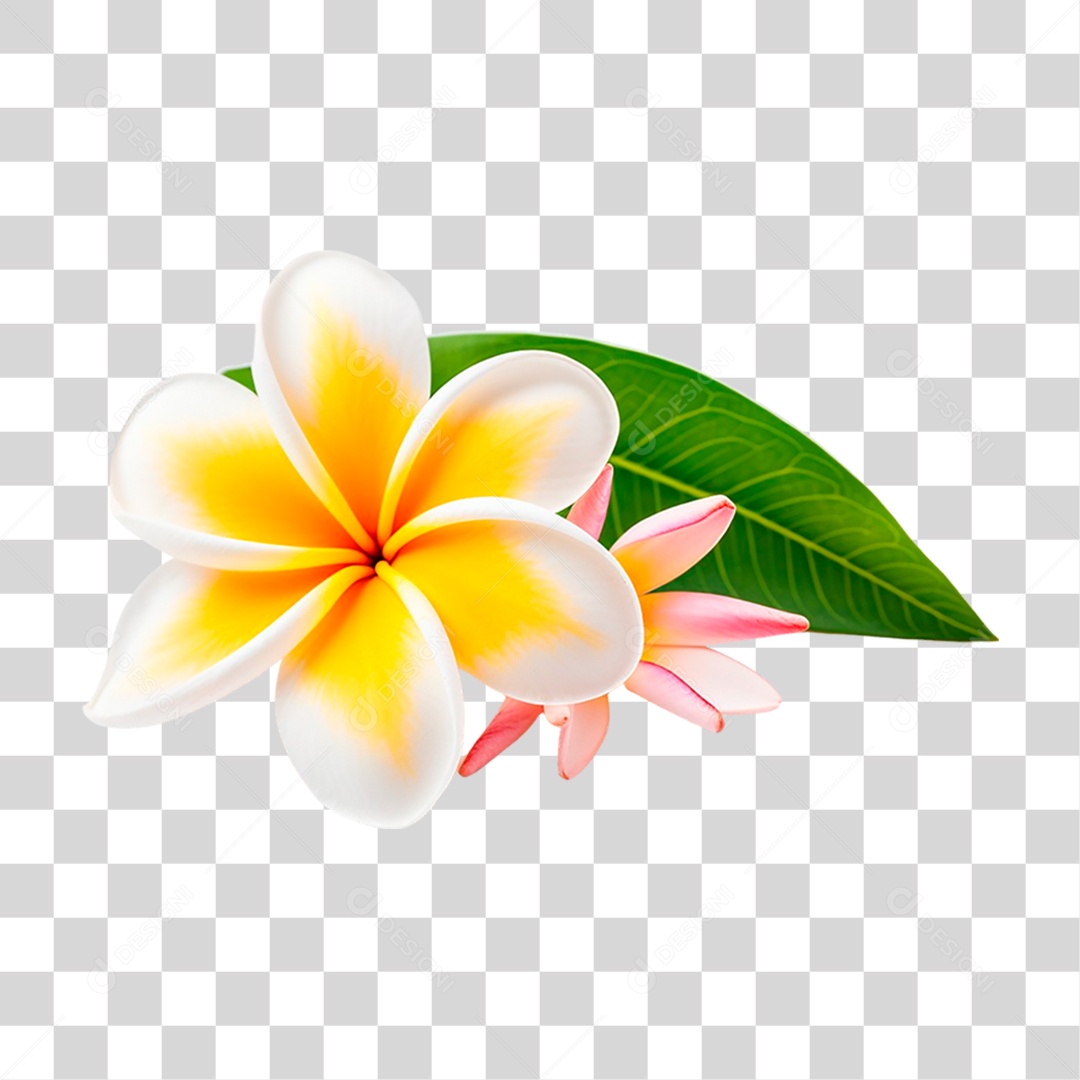 Flor de Jasmim Manga PNG Transparente