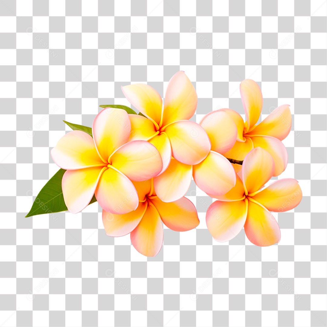 Flores de Jasmim Manga PNG Transparente