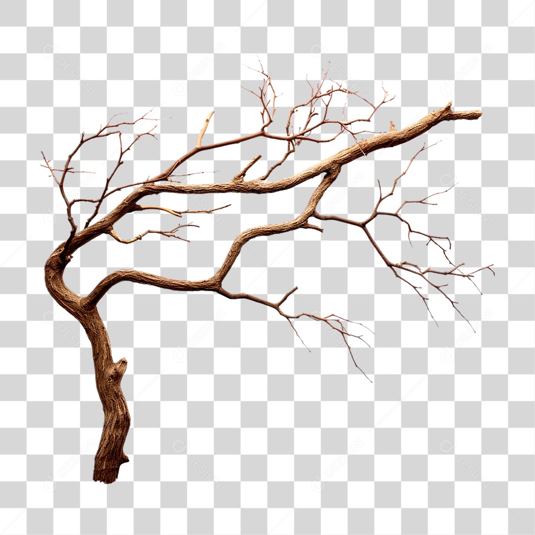 Galho Seco PNG Transparente