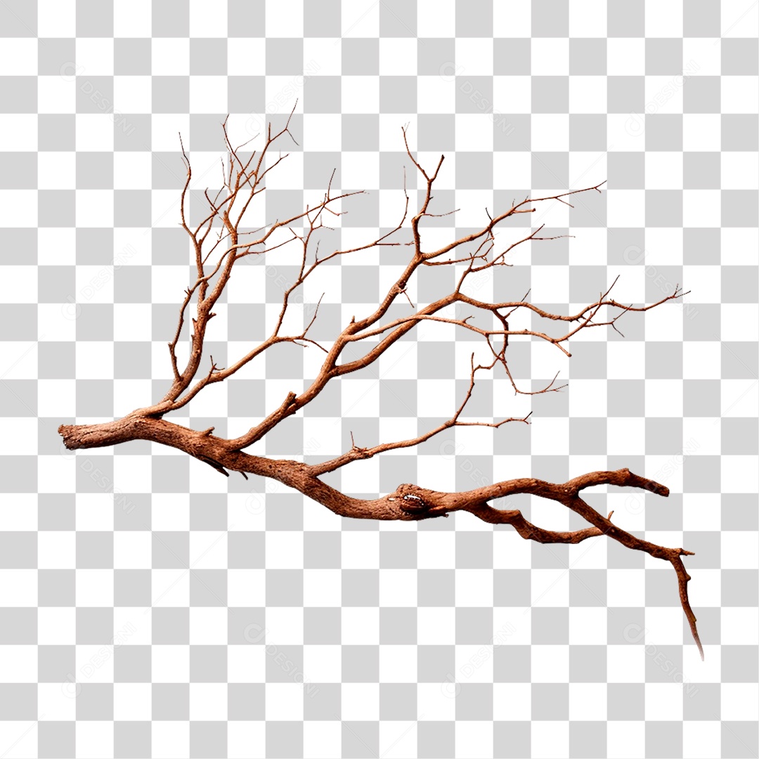 Galho Seco PNG Transparente