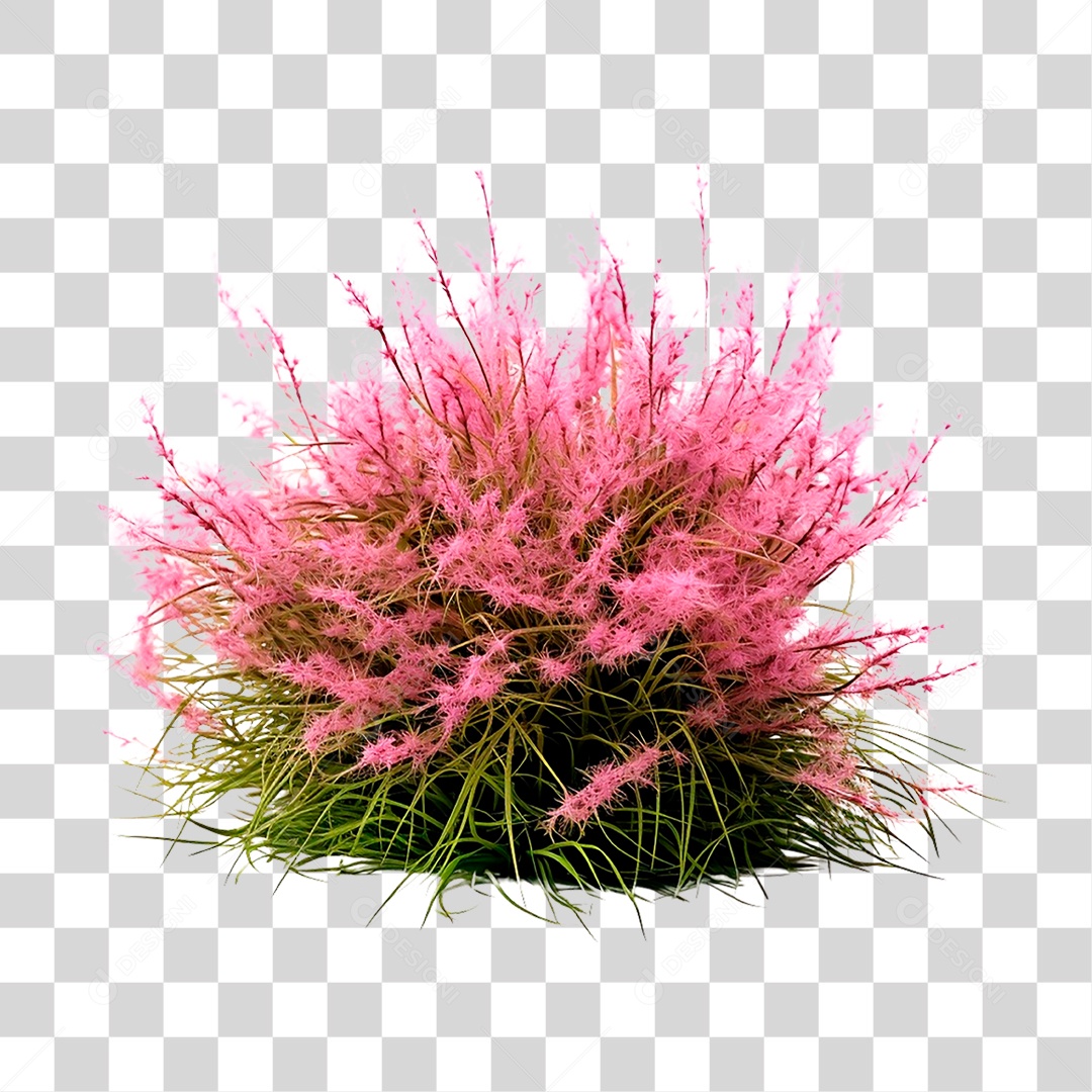 Capim dos Pampas PNG Transparente