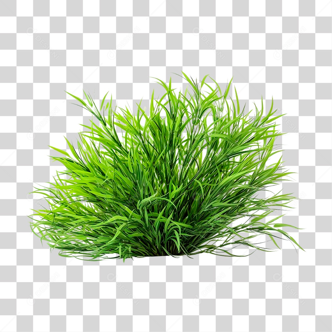 Capim dos Pampas PNG Transparente