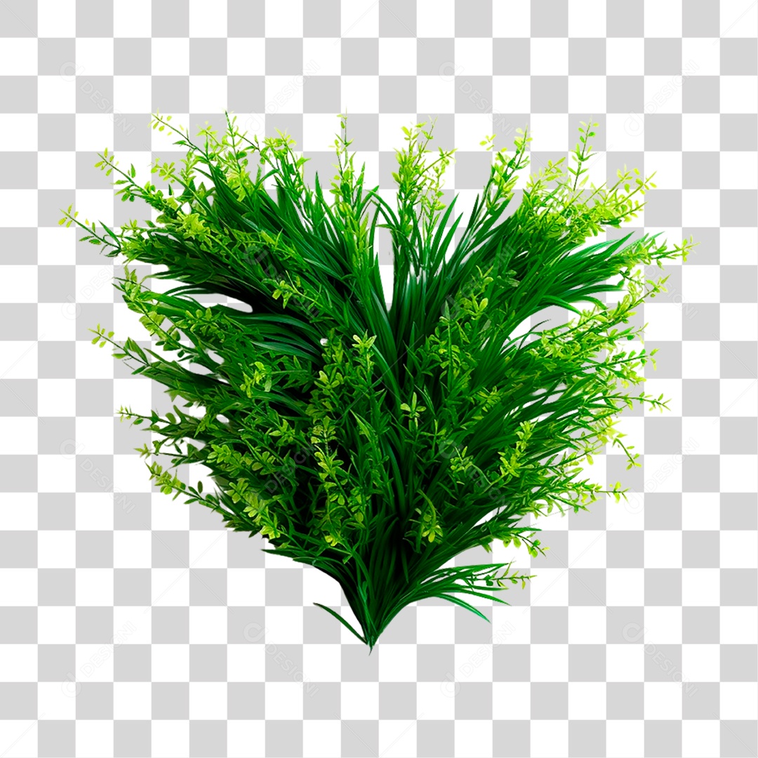 Capim dos Pampas PNG Transparente