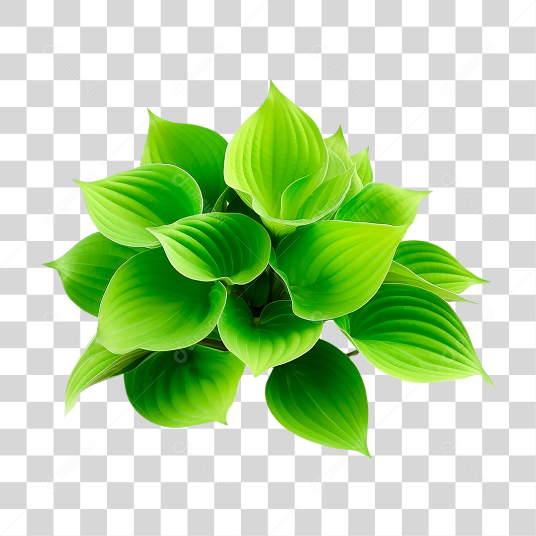Planta Hosta PNG Transparente