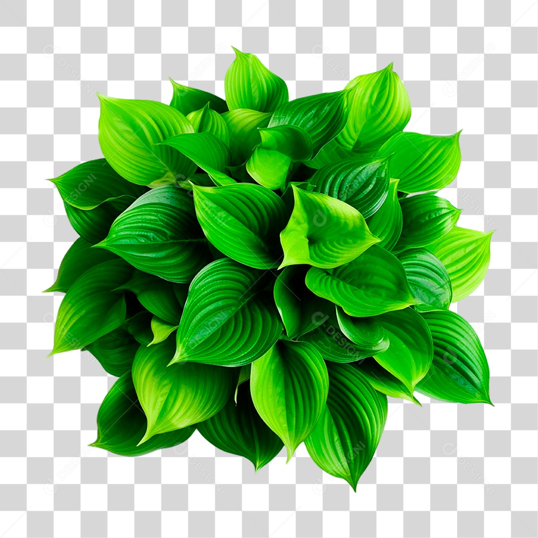 Planta Hosta PNG Transparente