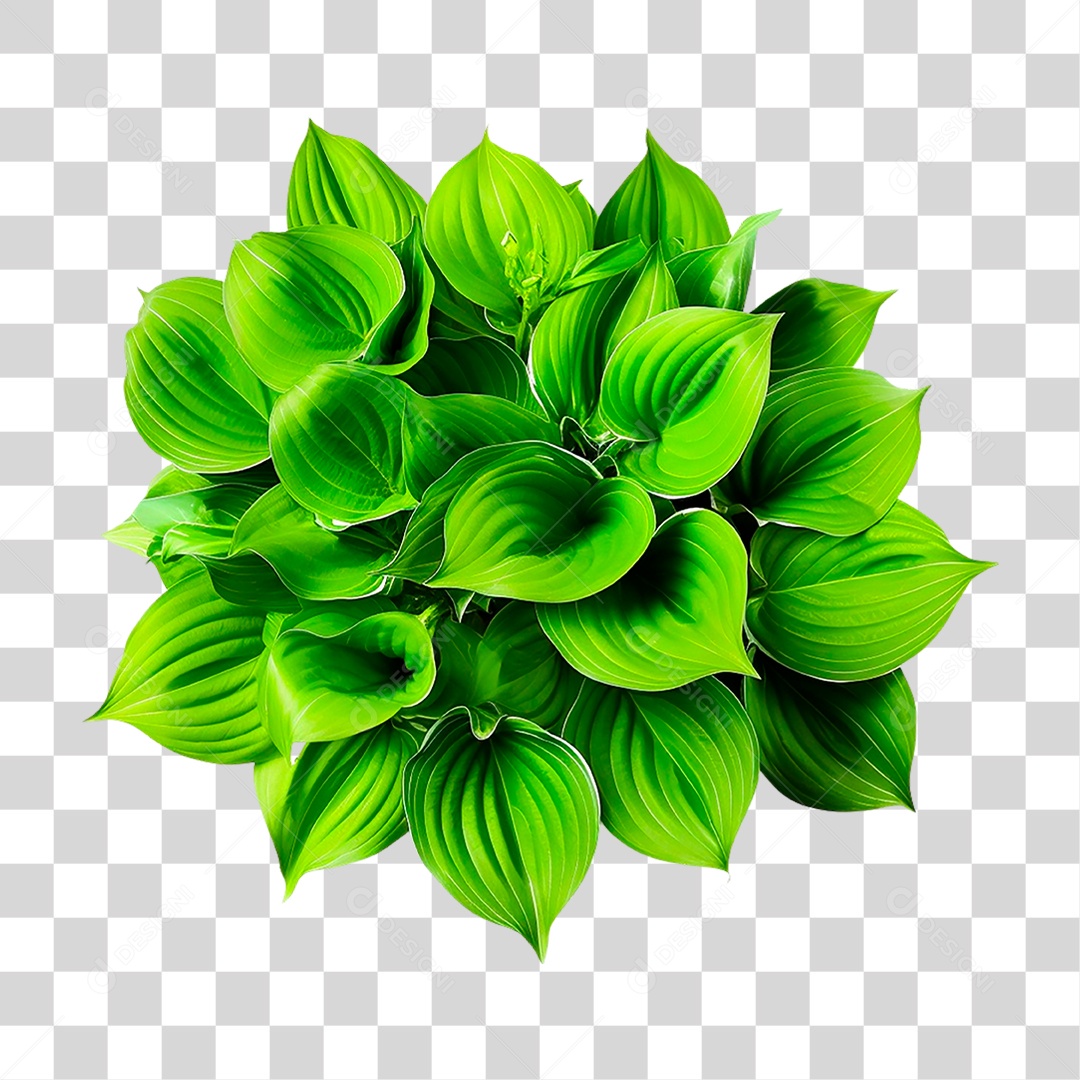 Planta Hosta PNG Transparente