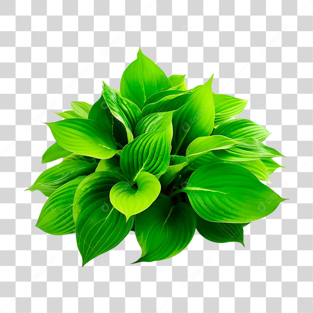 Planta Hosta PNG Transparente