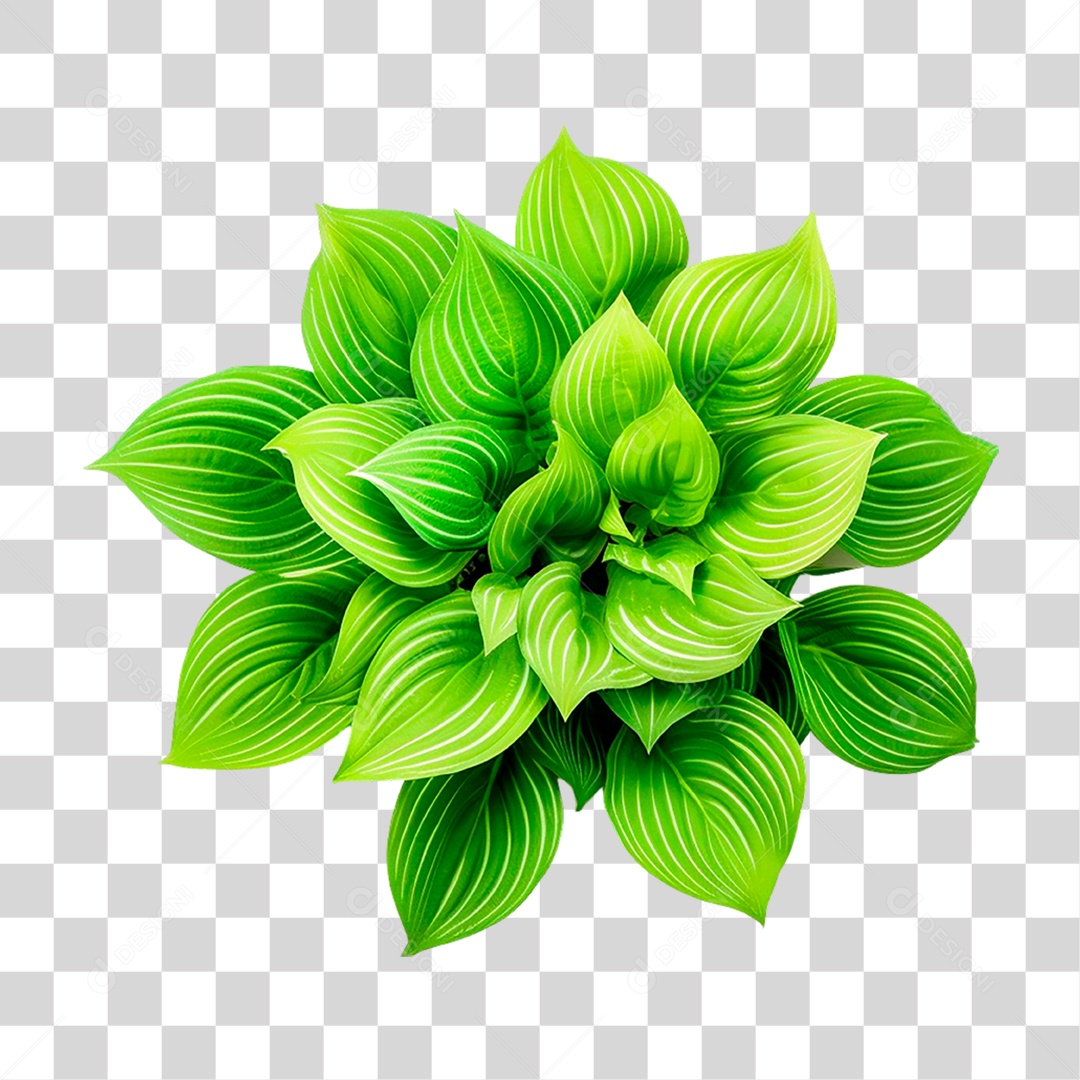 Planta Hosta PNG Transparente