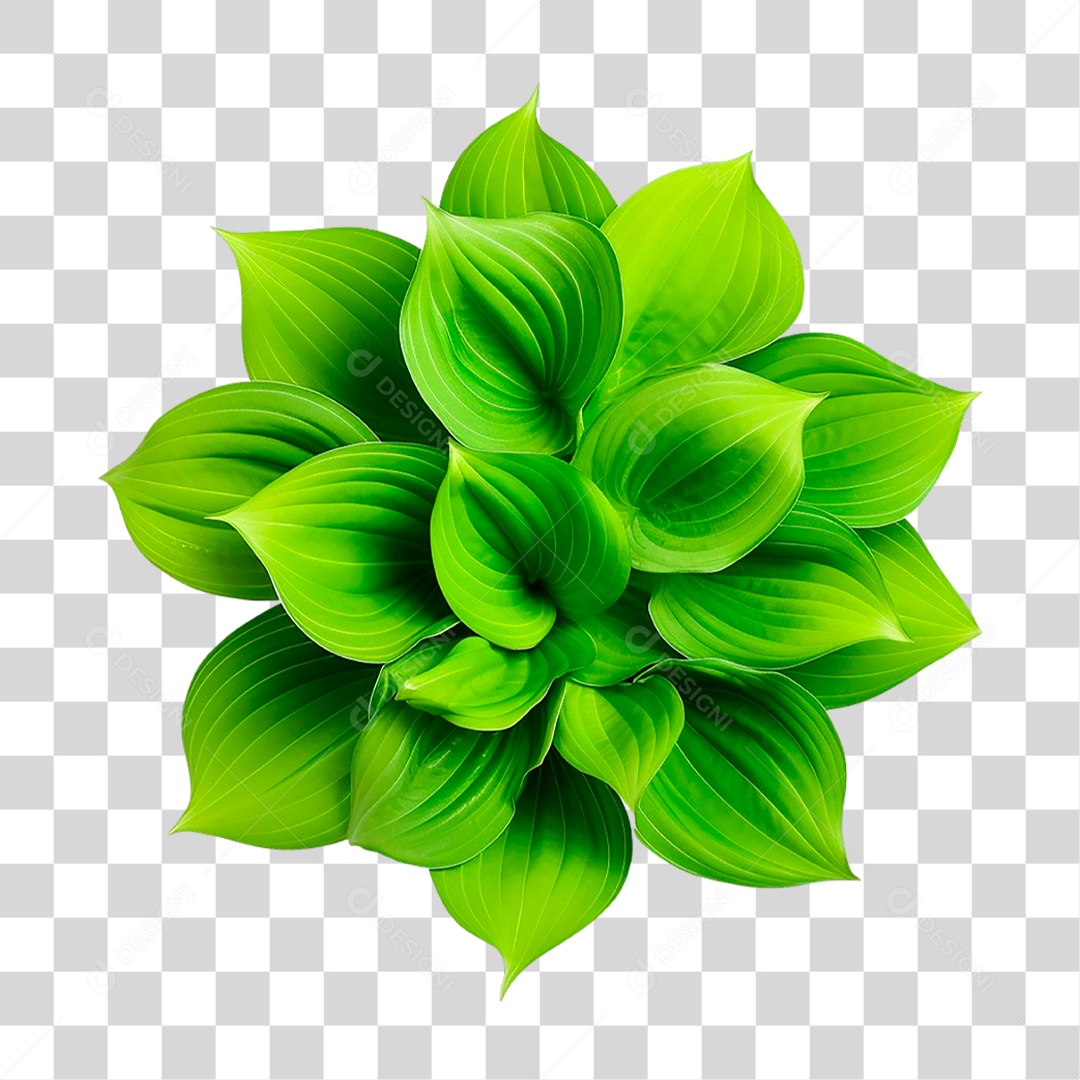 Planta Hosta PNG Transparente