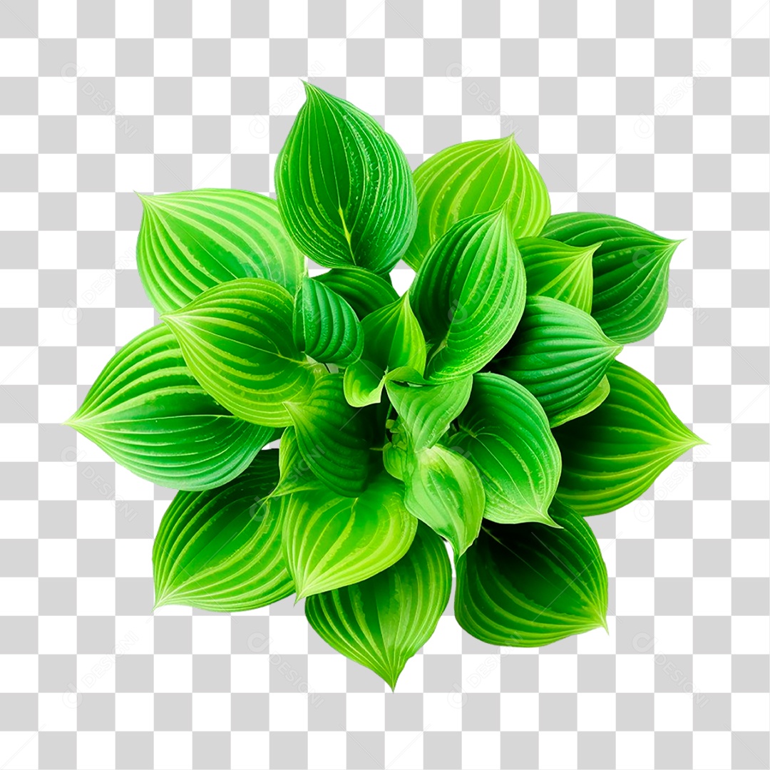 Planta Hosta PNG Transparente