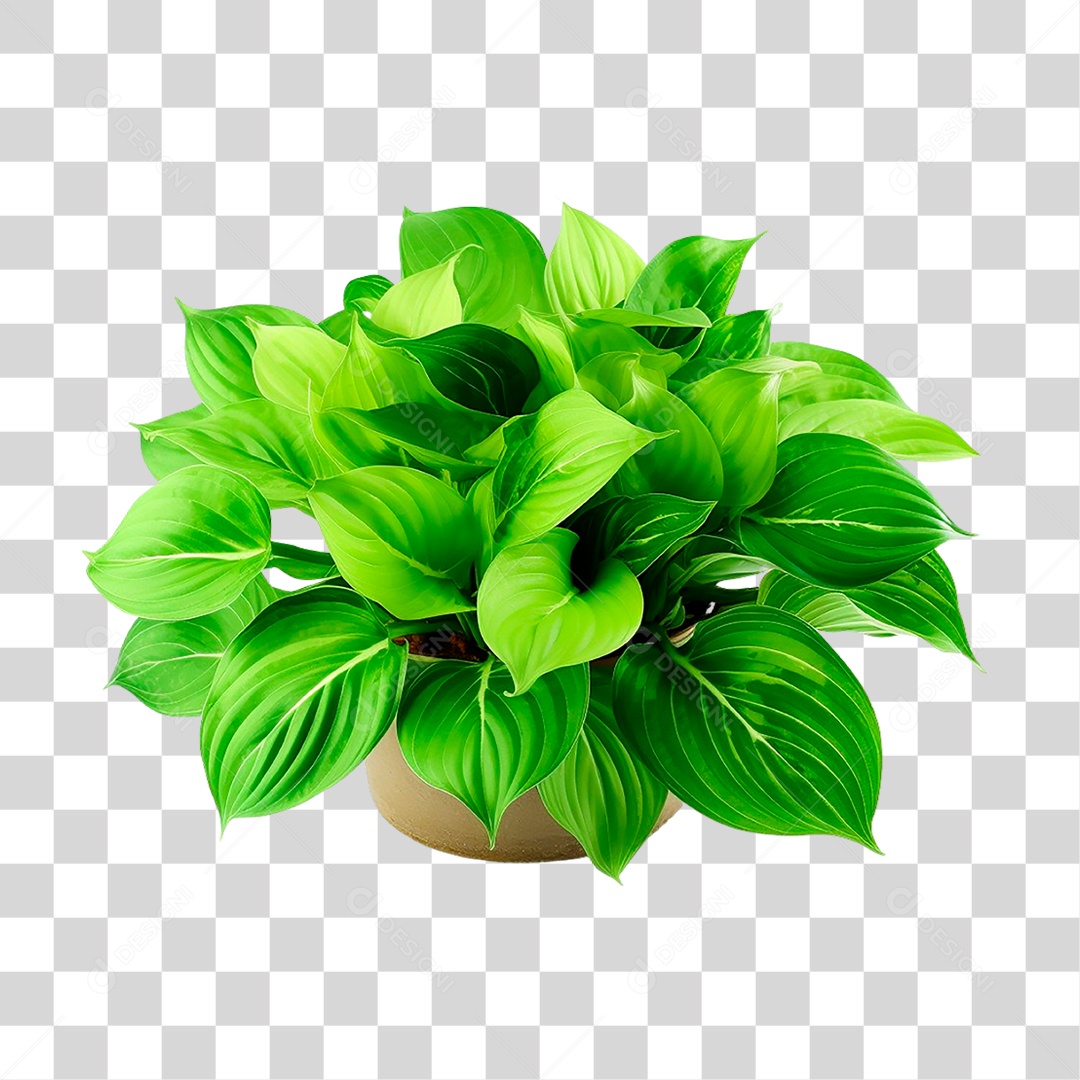 Planta Hosta PNG Transparente