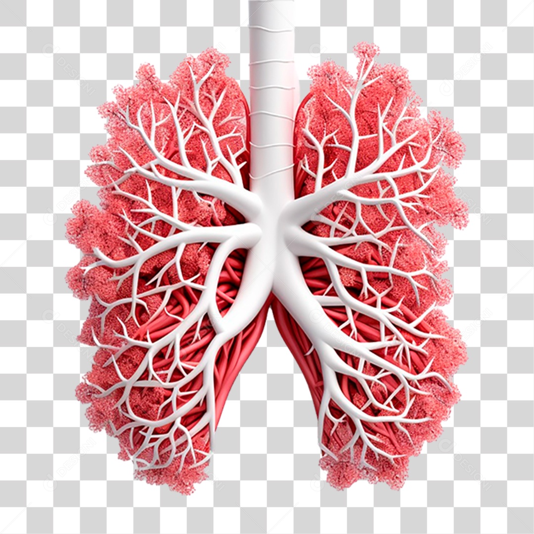 Anatomia dos Pulmões Humanos PNG Transparente