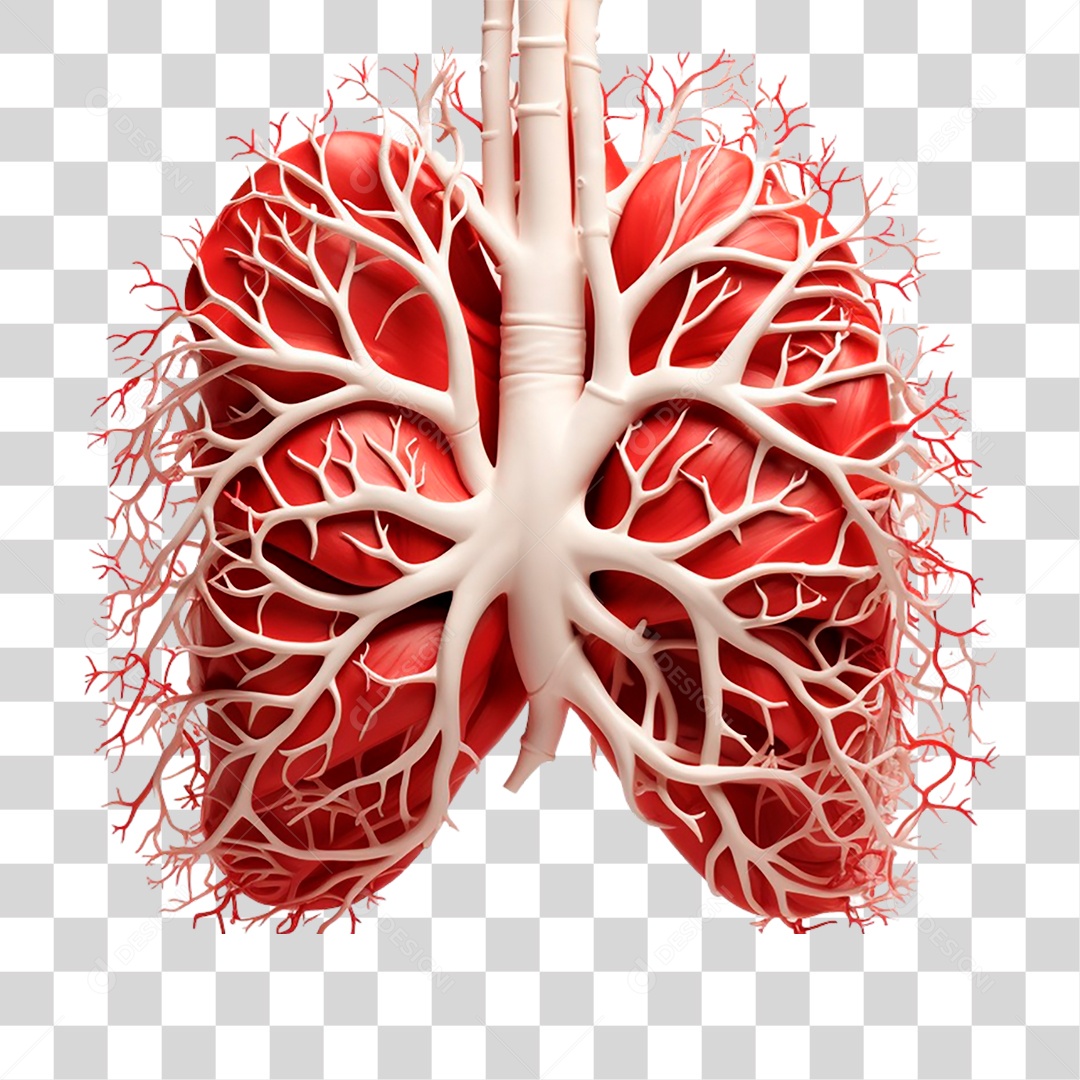 Anatomia dos Pulmões Humano PNG Transparente