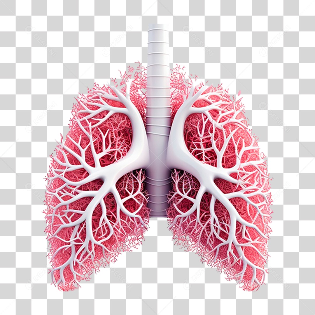 Anatomia dos Pulmões Humanos PNG Transparente
