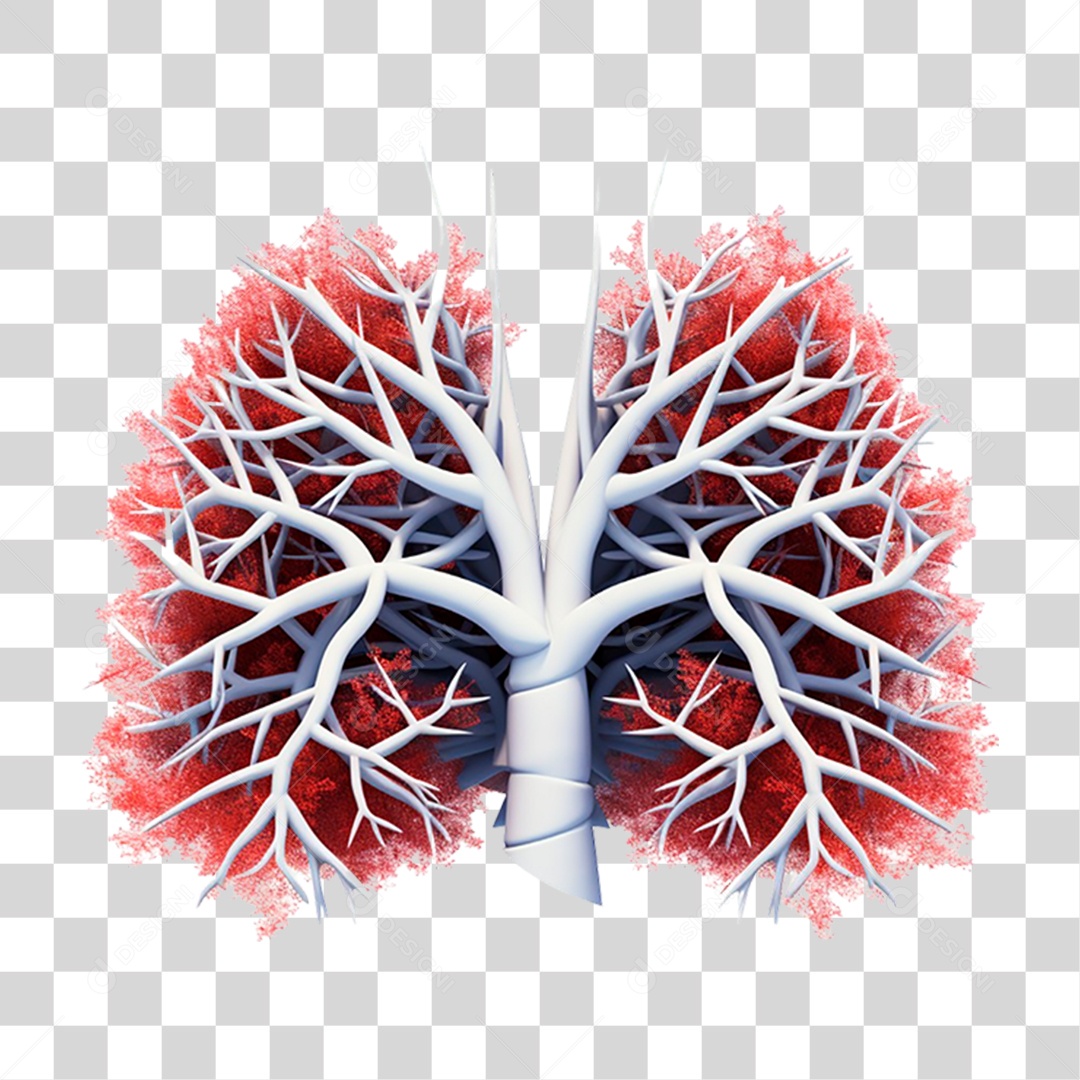 Anatomia dos Pulmões Humanos PNG Transparente
