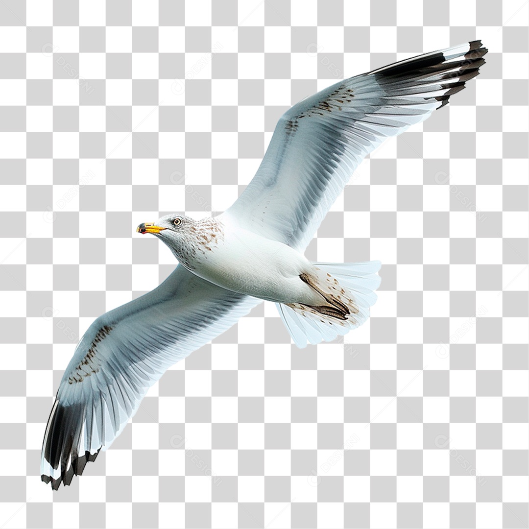 Gaivota Voando PNG Transparente