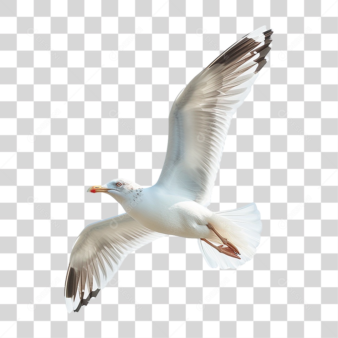 Gaivota Voando PNG Transparente
