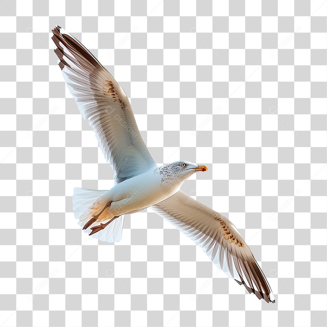 Gaivota Voando PNG Transparente