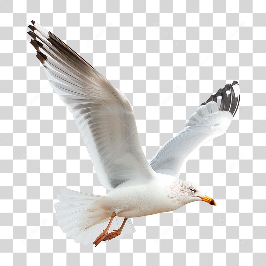 Gaivota Voando PNG Transparente