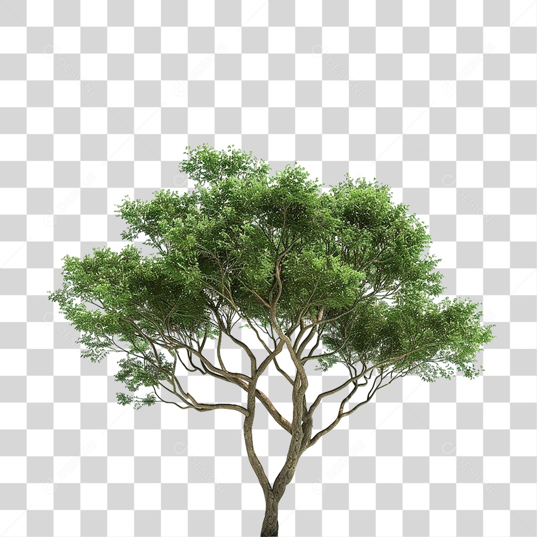 Árvore PNG Transparente