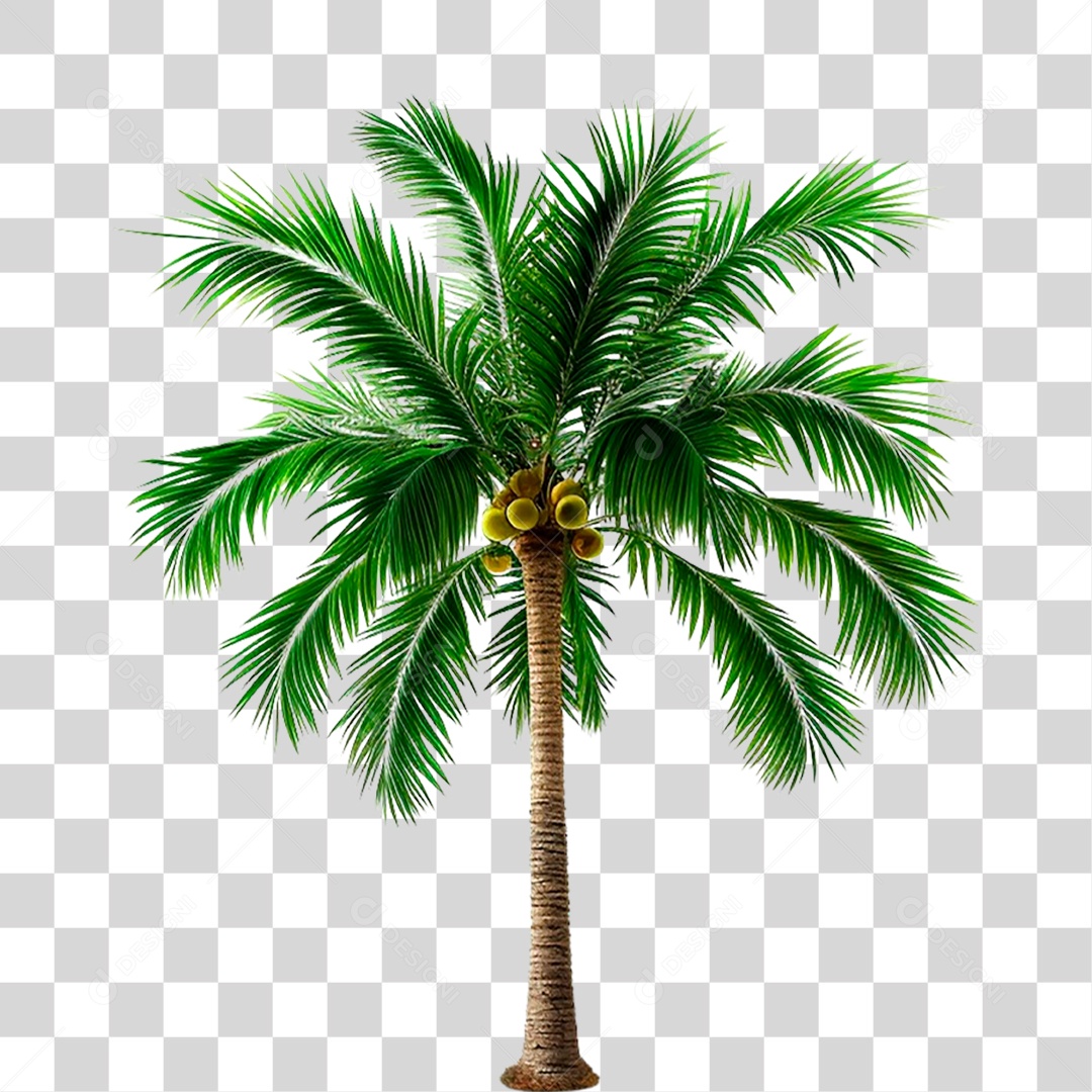 Coqueiro PNG Transparente