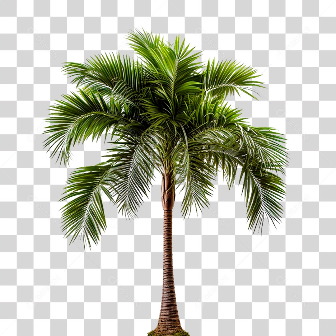 Coqueiro PNG Transparente