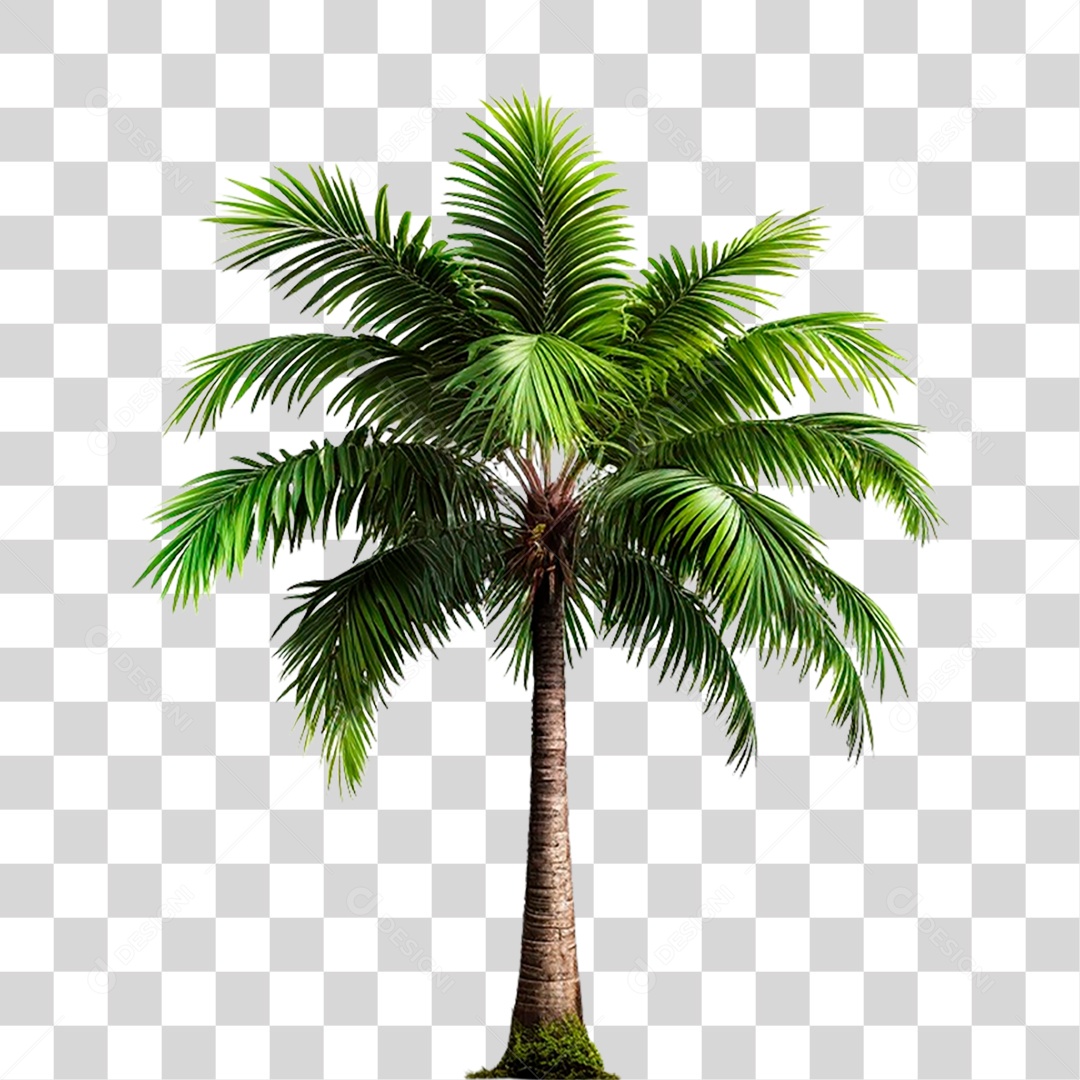 Coqueiro PNG Transparente