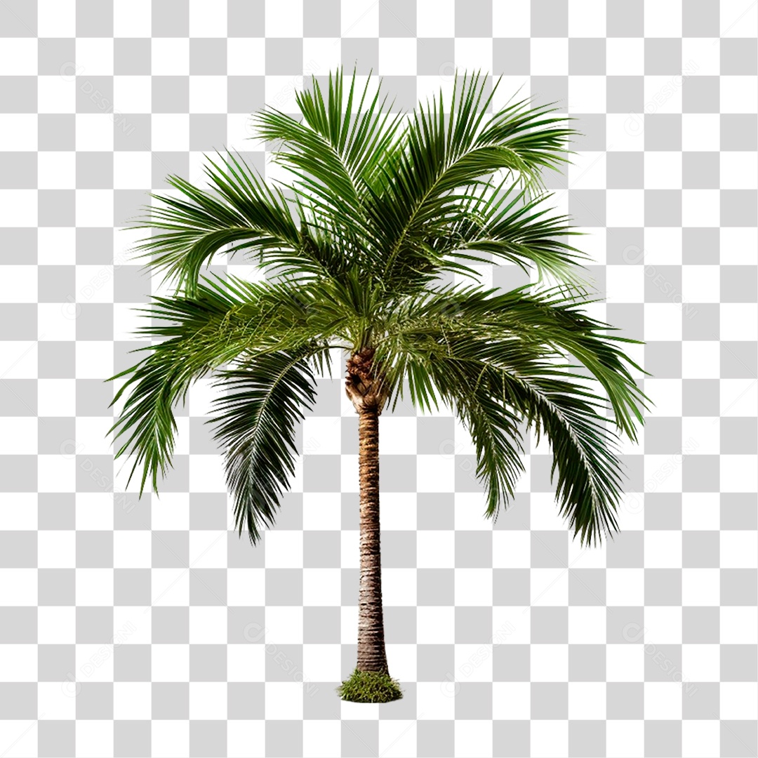 Coqueiro PNG Transparente